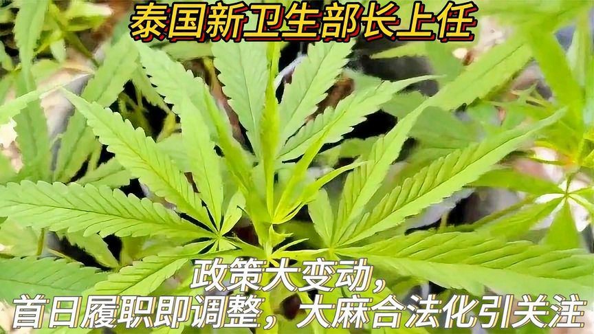 大麻镇人事任命动态解析，最新人事调整一览