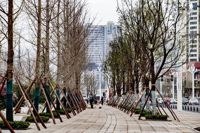 呼和浩特市园林管理局最新项目，重塑城市绿色生态景观